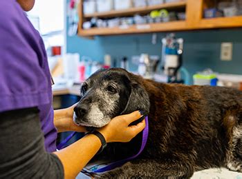 manhasset animal hospital|hospice care for animals.